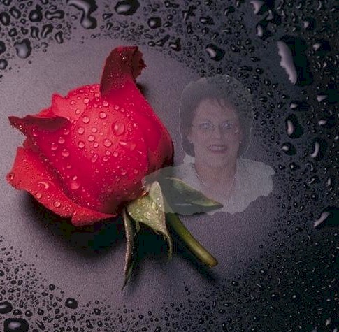 Rose with black background
